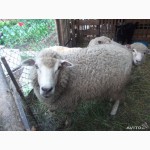 Продаю овец породы тексель и эдильбай