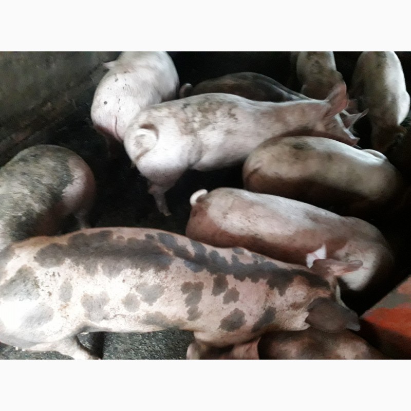 Фото 6. Оптовая и розничная продажа мясных свиней