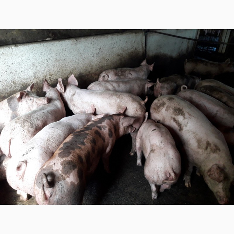 Фото 2. Оптовая и розничная продажа мясных свиней