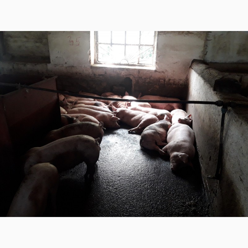 Фото 3. Оптовая и розничная продажа мясных свиней