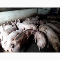 Оптовая и розничная продажа мясных свиней
