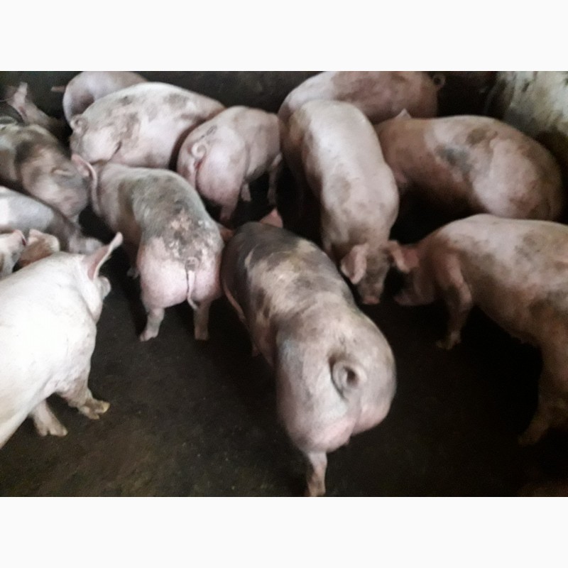 Фото 5. Оптовая и розничная продажа мясных свиней