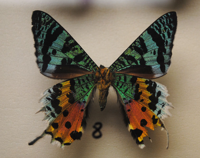 Фото 2. Экзотические Живые Бабочки изАфрики