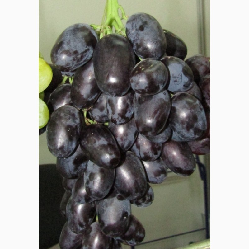 Фото 3. Черенки винограда 4-х глазковые. Лучшие сорта