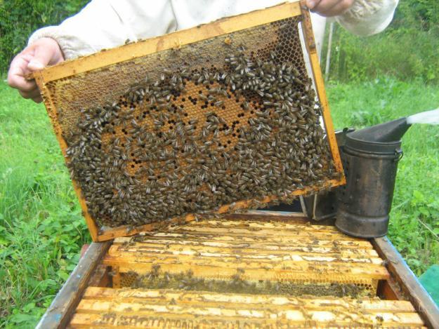 Фото 3. Продам бджолопакети