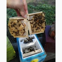 Бджоломатки Карніка Пернер, Пешец, Тройзек. Бджолопакети