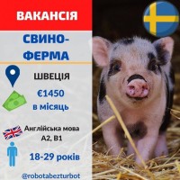 Свиноферма робота в Швеції