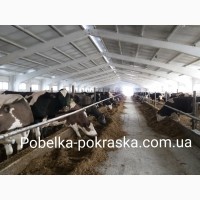 Санітарна побілка вапном корівників, свинарників, пташників, зерносховищ по всїй Україні