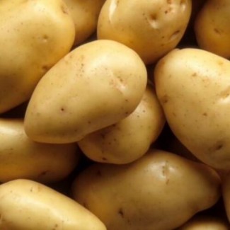 Молодий картопля оптом, Хмельницька область