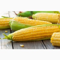 Продам кукурудзу 400 тонн, Тернопілька обл, Раштівці