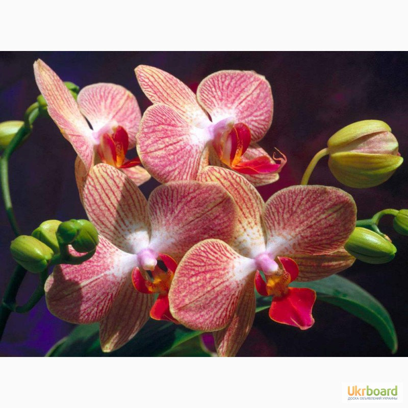 Фото 2/4. Продам орхидеи