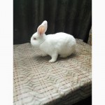 Продам кролика НЗБ 4мес