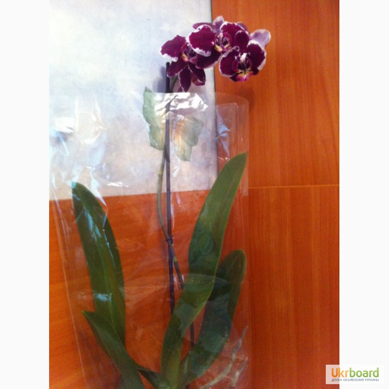 Фото 2. Орхидея. Орхидеи фаленопсис. Орхідея стандарт