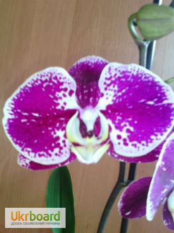 Фото 3. Орхидея. Орхидеи фаленопсис. Орхідея стандарт
