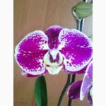 Орхидея. Орхидеи фаленопсис. Орхідея стандарт