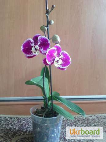 Фото 4. Орхидея. Орхидеи фаленопсис. Орхідея стандарт
