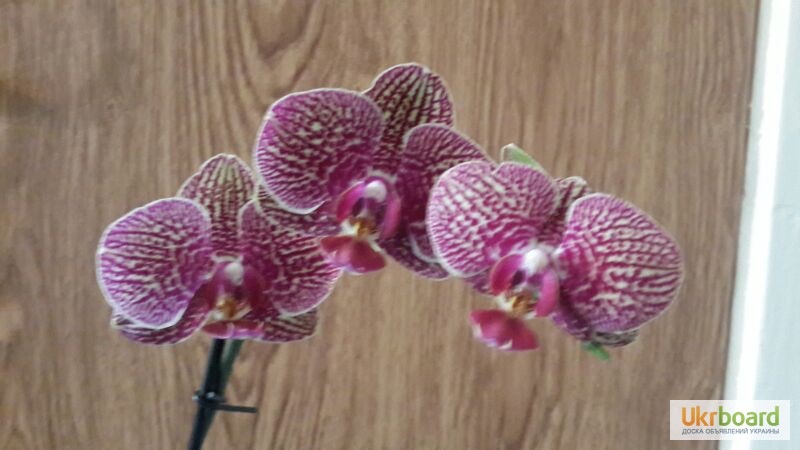 Фото 5. Орхидея. Орхидеи фаленопсис. Орхідея стандарт