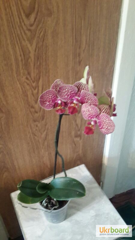 Фото 6. Орхидея. Орхидеи фаленопсис. Орхідея стандарт
