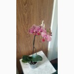 Орхидея. Орхидеи фаленопсис. Орхідея стандарт