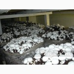 Мицелий шампиньона от производителя - сильнейшая грибница, превосходное качество