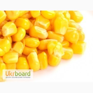 Кукурудза: закупівля у великих об#039;ємах по всій території України