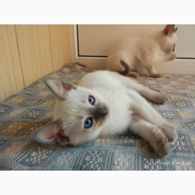 Фото 4. Тайские котята, окрас блю-поинт