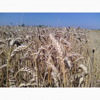 Канадские семена пшеници Омаха- 2реп. (двуручка)