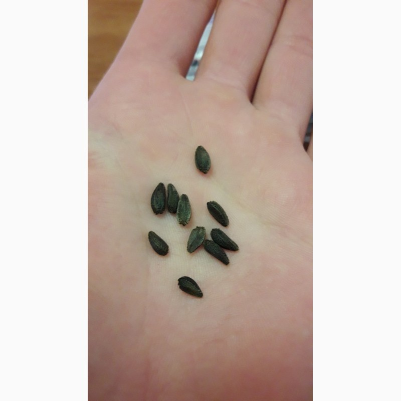 Фото 3. Семена цветов Остеоспермум или капская маргаритка, портулак, гвоздика, камнеломка, эшольция