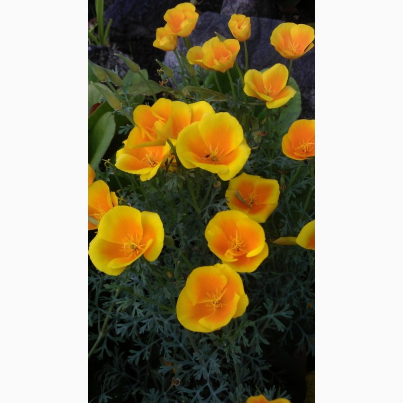 Фото 7. Семена цветов Остеоспермум или капская маргаритка, портулак, гвоздика, камнеломка, эшольция