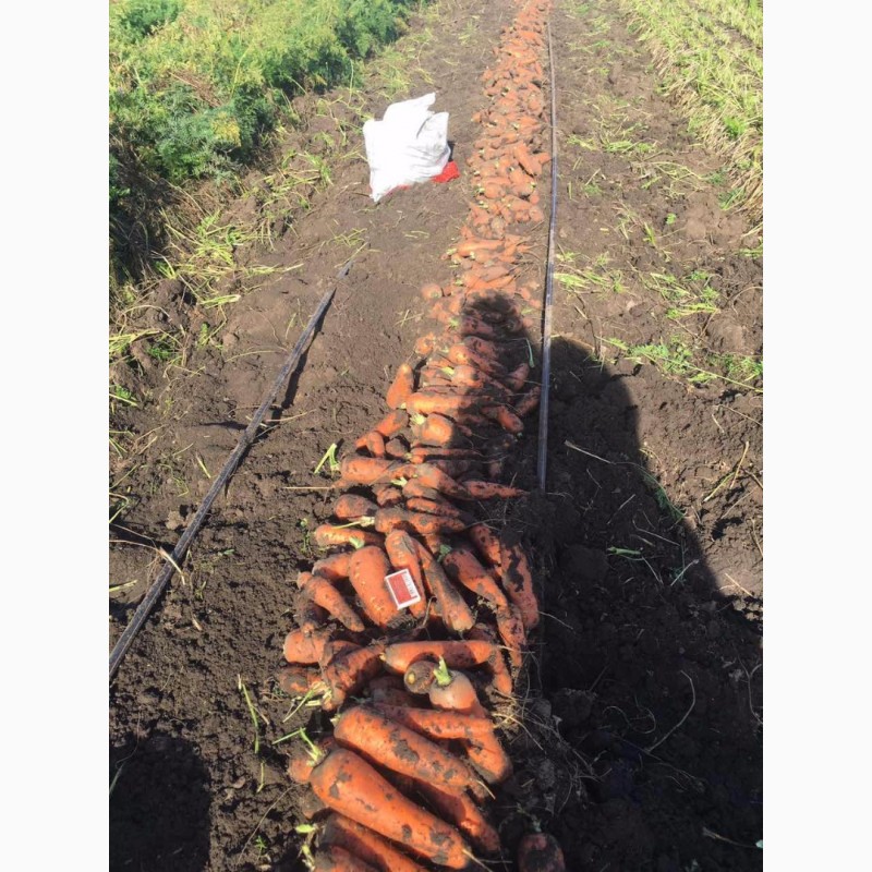 Фото 2. Куплю лук, морковь, картофель
