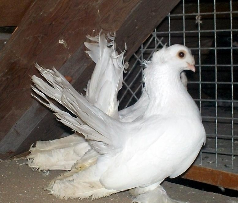 Фото 2. Продам декоративных голубей