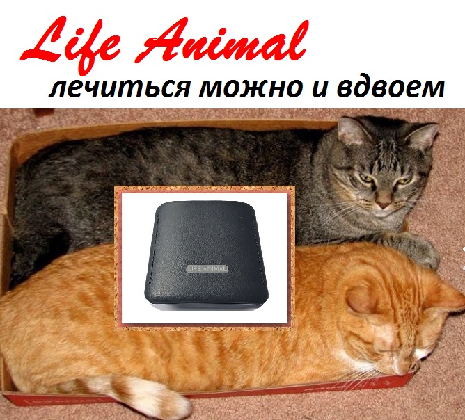 Фото 6. Лечение животных дома прибором Life Animal. Антипаразитарная и другие программы|Кешбек 10%