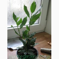 Продам комнатное растение Лавр и много других растений (опт от 1000 грн)