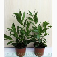 Продам комнатное растение Лавр и много других растений (опт от 1000 грн)