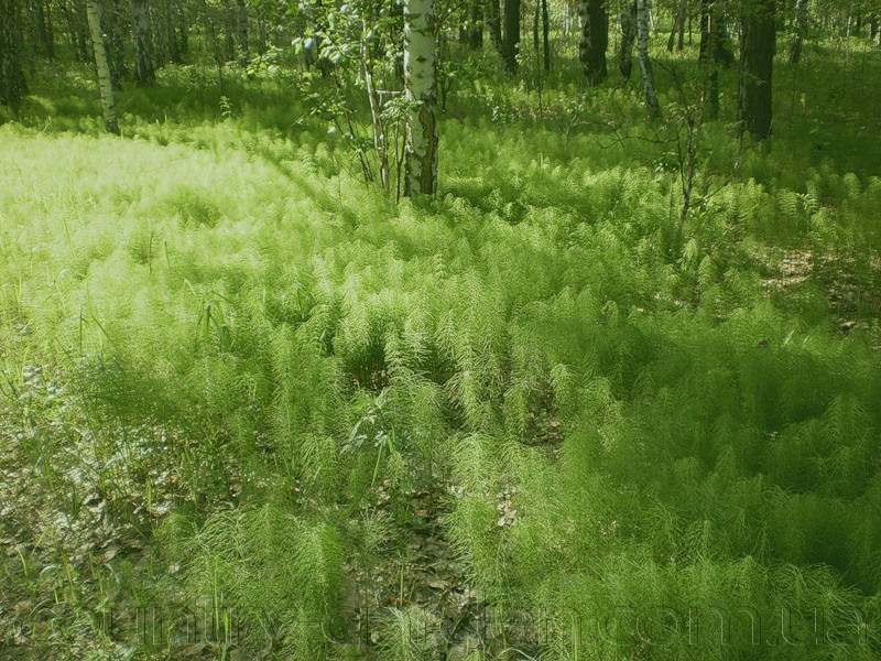 Фото 2. Продам Хвощ и много других растений (опт от 1000 грн)