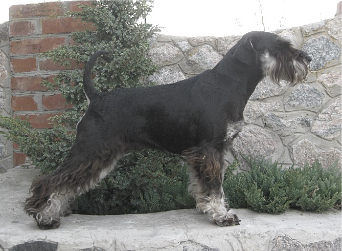 Фото 5. Цвергшнауцер, щенки черные с серебром