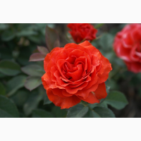 Продам Чайно-гибридная роза El Toro (Эль Торо)