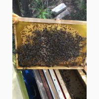 Продам Пчелосемьи Карника