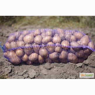 Картофель оптом в Сумской области
