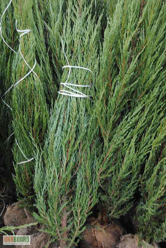 Фото 5. Можжевельник голубой коллоновидный Блу Арроу (juniperus Blue Arrow) 1.7-1.8 Киев купить.