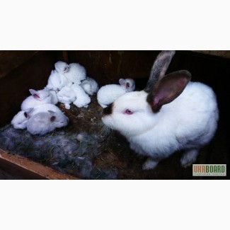 Продам кроликов Колифорнийской и Шиншила породы.
