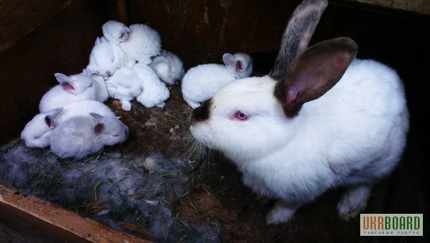 Фото 1/8. Продам кроликов Колифорнийской и Шиншила породы.