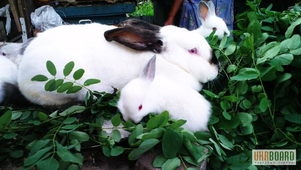 Фото 2. Продам кроликов Колифорнийской и Шиншила породы.