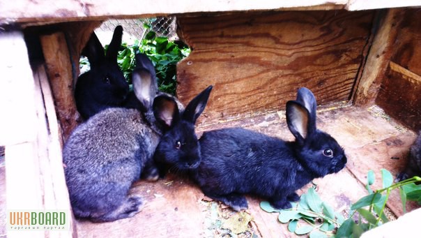 Фото 3. Продам кроликов Колифорнийской и Шиншила породы.