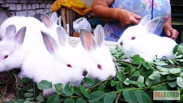 Фото 4. Продам кроликов Колифорнийской и Шиншила породы.