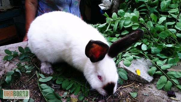 Фото 5. Продам кроликов Колифорнийской и Шиншила породы.