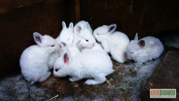 Фото 6. Продам кроликов Колифорнийской и Шиншила породы.
