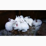 Продам кроликов Колифорнийской и Шиншила породы.