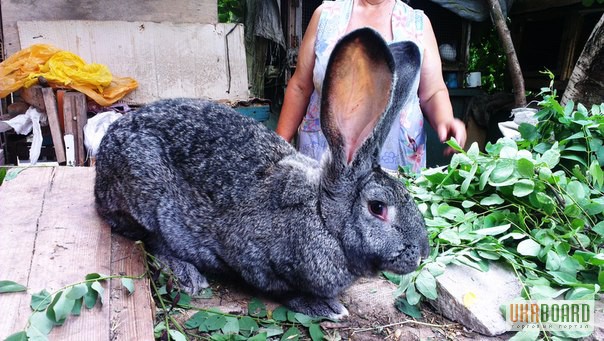 Фото 7. Продам кроликов Колифорнийской и Шиншила породы.