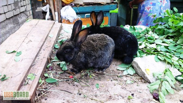 Фото 8. Продам кроликов Колифорнийской и Шиншила породы.